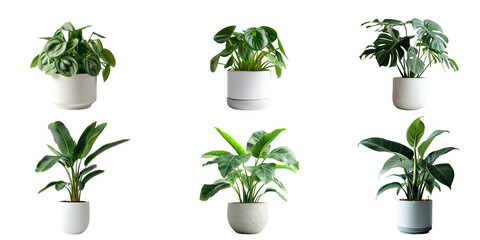 Fototapeta na wymiar Set of Green plants in potted for interior decoration isolated on transparent png background, Houseplant for decorated in bedroom or living room, minimal natural health concept.