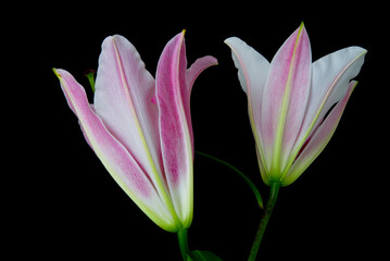 Fototapeta premium lily flower growing on a black background