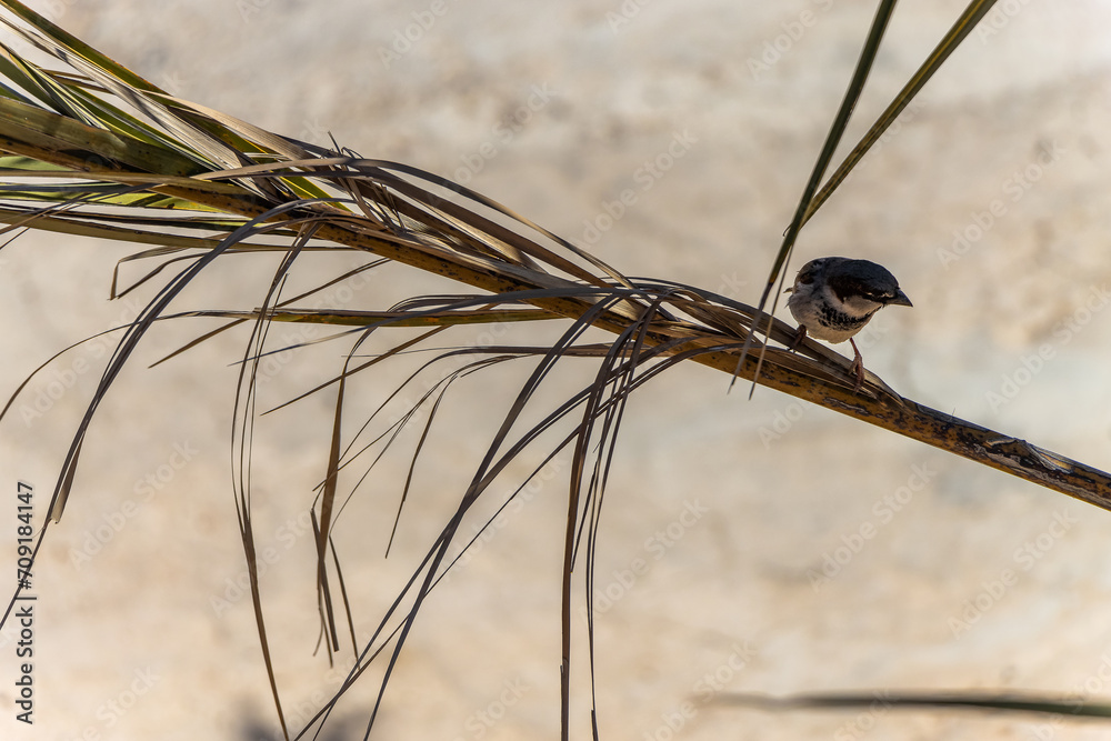 Wall mural A Sparrow living in the desert. Morocco.