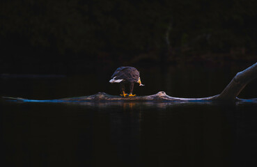 A Bald Eagle having his last fish meal of the day
