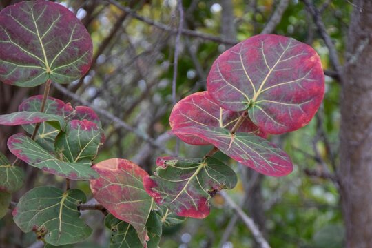 red and green sea grape leaves winter colors