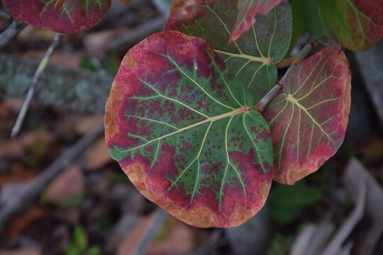 red and green sea grape leaves - Powered by Adobe