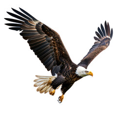 Obraz premium American Eagle flying isolated
