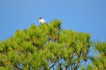 Ibis bird in the wild on tree marshland florida