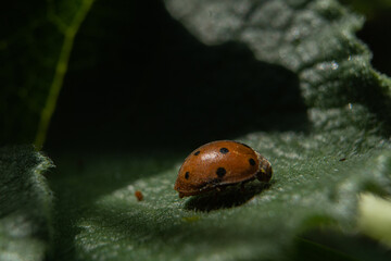 Mariquita del Melón