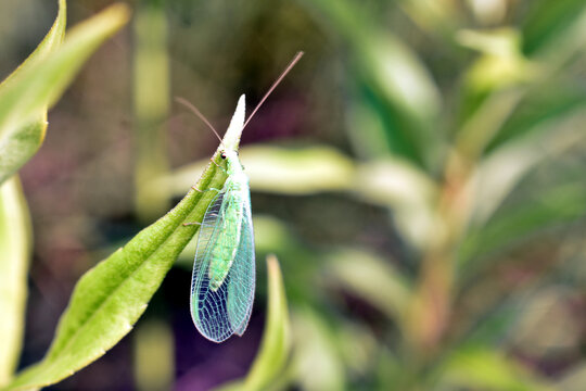 Insect lacewing, a fly with transparent wings.