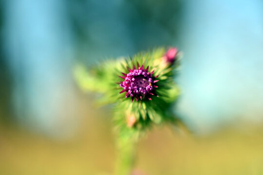 Macro photography of thistle flower.