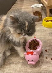 A little tri-color Persian cat eating her pellet foods in a small pinky pig bowl. There were food...
