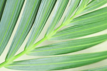 Beautiful lines pattern and green color of palm leaf
green leaves natural background wallpaper. Texture of leaf, leaves.
Tropical Plant. Green Palm Pattern.
Mediterranean flora. Abstract background