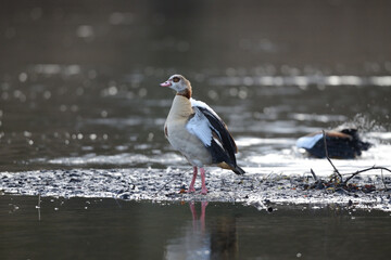 Serie Gans Wasservogel bei der Balz steht aufrecht im Schlick und schlägt mit den Flügeln. Seitenansicht mit Blick nach links.