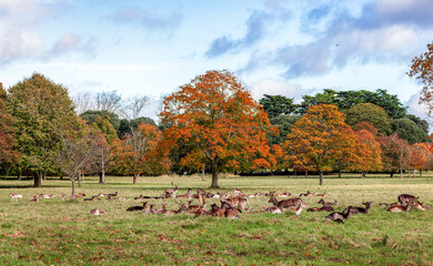 Herd of Fallow deer 