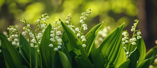 Foto op Canvas Closeup of Lily of the Valley in the garden. © AkuAku