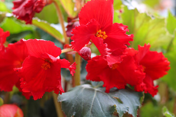 Beautiful bright red begonia flowers