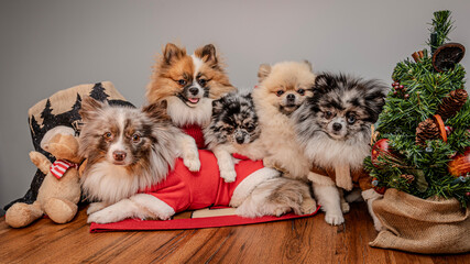  Christmas Pomeranians