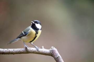 Adult Great Tit (Parus Major) posed on the end of a stick in British back garden in Winter. Yorkshire, UK