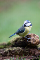 Adult Blue Tit (Cyanistes caeruleus) posed on a log, on the ground, in British back garden in Winter. Yorkshire, UK