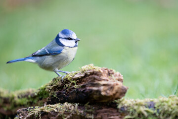 Adult Blue Tit (Cyanistes caeruleus) posed on a log, on the ground, in British back garden in Winter. Yorkshire, UK
