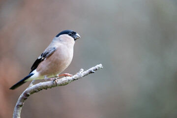 Adult Female Eurasian Bullfinch (Pyrrhula pyrrhula) perched on a branch. Yorkshire, UK in January