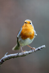 Robin bird (erithacus rubecula) in Winter. Perched on a bare branch with a natural brown foliage background - Yorkshire, UK in January