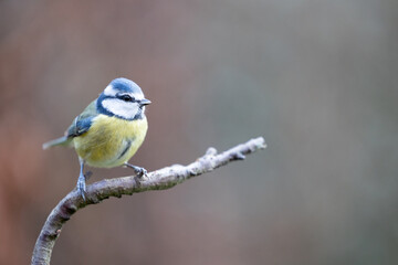 Adult Blue Tit (Cyanistes caeruleus) posed on the end of a stick in British back garden in Winter....