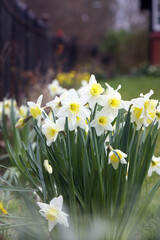 Spring Awakening: Daffodils in Bloom