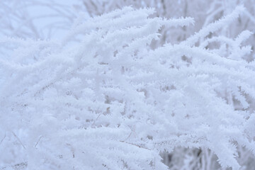 Branches tree are covered with snow crystals and frost after severe winter frost.