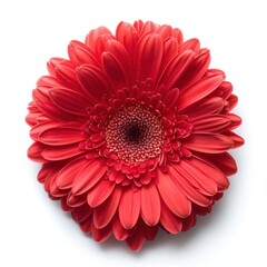 red gerbera flower isolated