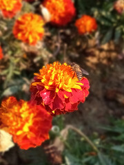 orange dahlia flower