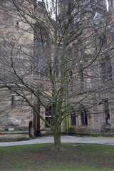 Stoic Beauty: A Leafless Tree Before Glasgow University's Main Building
