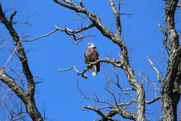 Wappingers Falls Bald Eagles NY