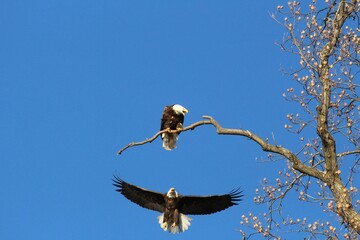 Wappingers Falls Bald Eagles NY