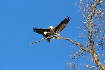 Wappingers Falls Bald Eagles NY