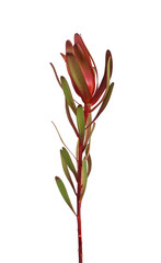 Leucadendron, leaf plant branch isolated on white background