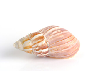 Clam shell on a white background.