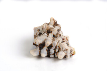 Clam shell on a white background.
