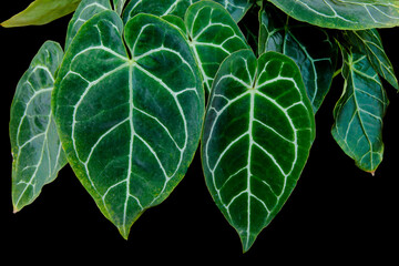 Close-up of heart-shaped tropical Anthurium Clarinervium plant leaves with beautiful lace pattern...