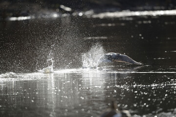 Kormoran Wasservogel beim Abflug nach Süden. Rückansicht der Silhouette über kleiner Flußaue im...