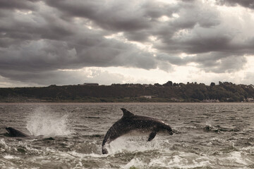 Dynamic Leap: Dolphin in The Moray Firth