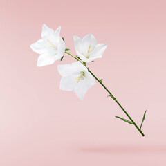 Fototapeta premium Beautiful white Bellflowers falling in the air
