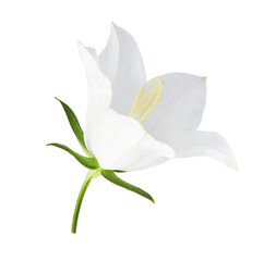 Beautiful white Bellflowers falling in the air