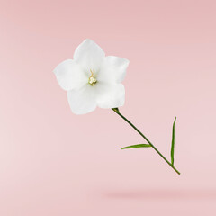 Obraz premium Beautiful white Bellflowers falling in the air