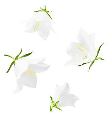 Beautiful white Bellflowers falling in the air