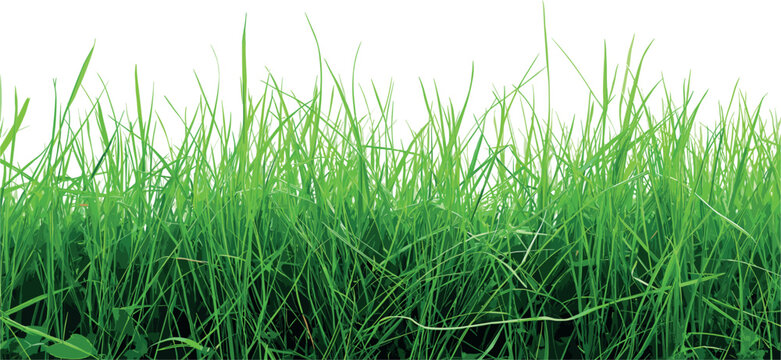 Lush Green Grass Close-up © LarsVegas