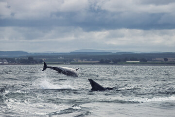 Dynamic Leap: Dolphin in The Moray Firth