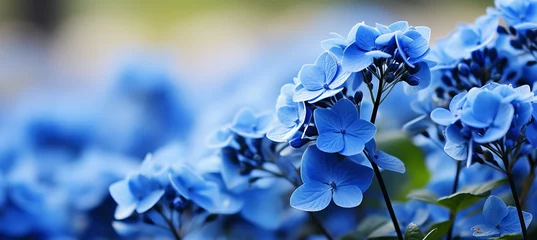 Schilderijen op glas Contrasting hydrangea flowers on soft bokeh background with copy space for text placement © Ilja