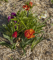 Tulipes dans un massif avec paillage de paille