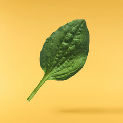 Fresh green Broadleaf plantain leaf isolated © Agave Studio