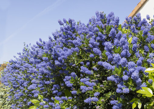 Gros plan de Ceanothus fleuri