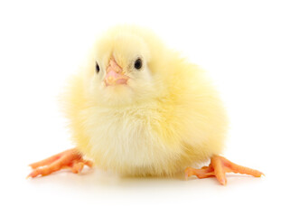 Small yellow chicken