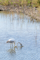 FLAMENCO COMÚN (Phoenicopterus Roseus) EN UNA LAGUNA